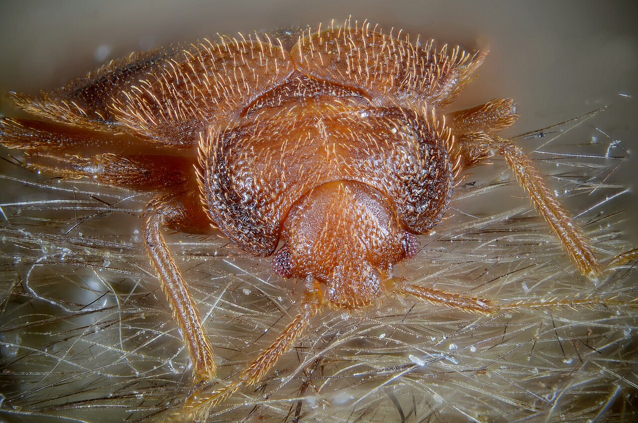 Bed bug and dark staining along a mattress seam in a Porterville home