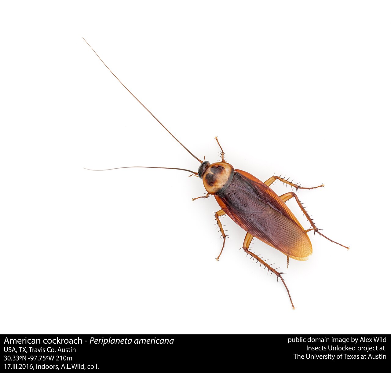 German cockroach on a kitchen cabinet edge in a Porterville home