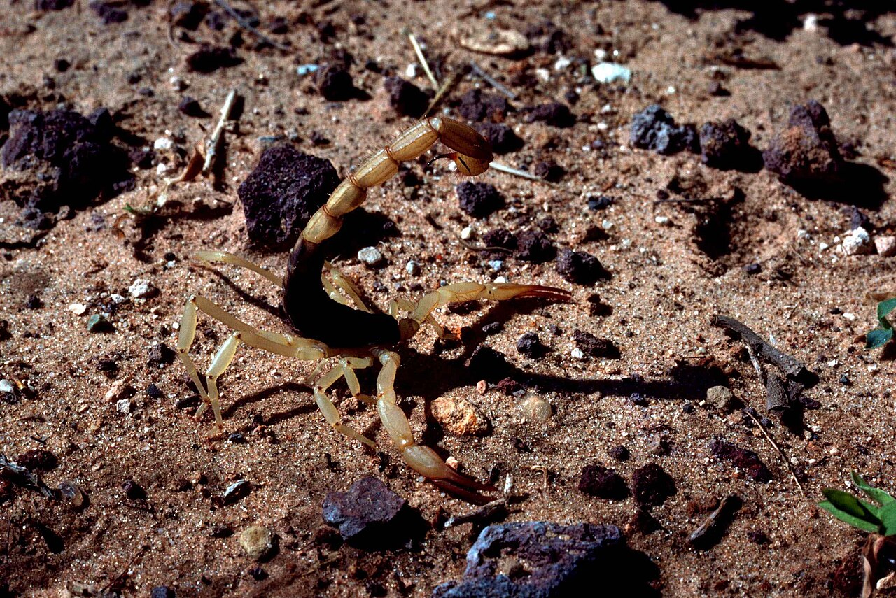 Scorpion under a rock in the Sierra foothills near Porterville, CA