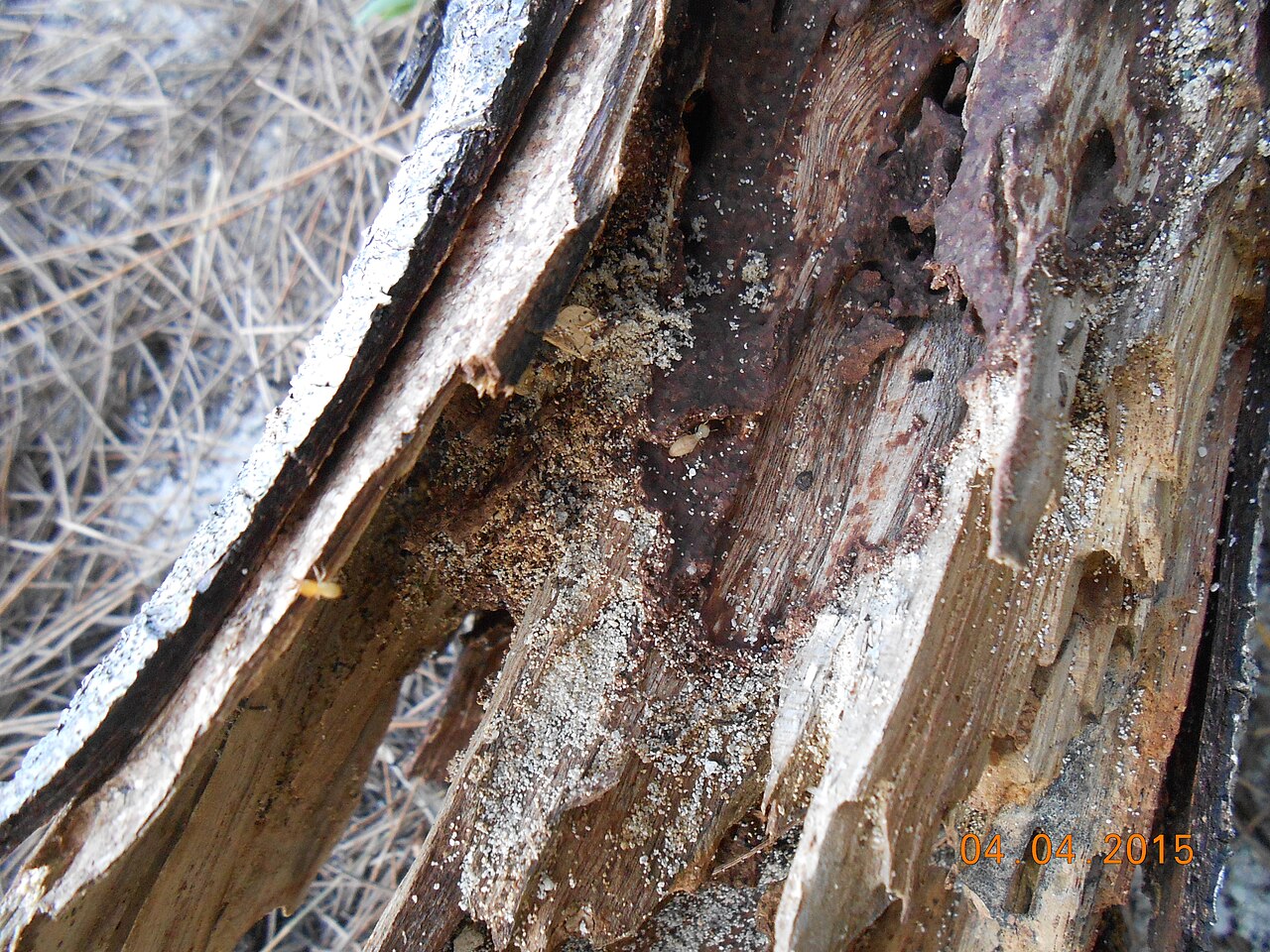 Pest control across Porterville, California
