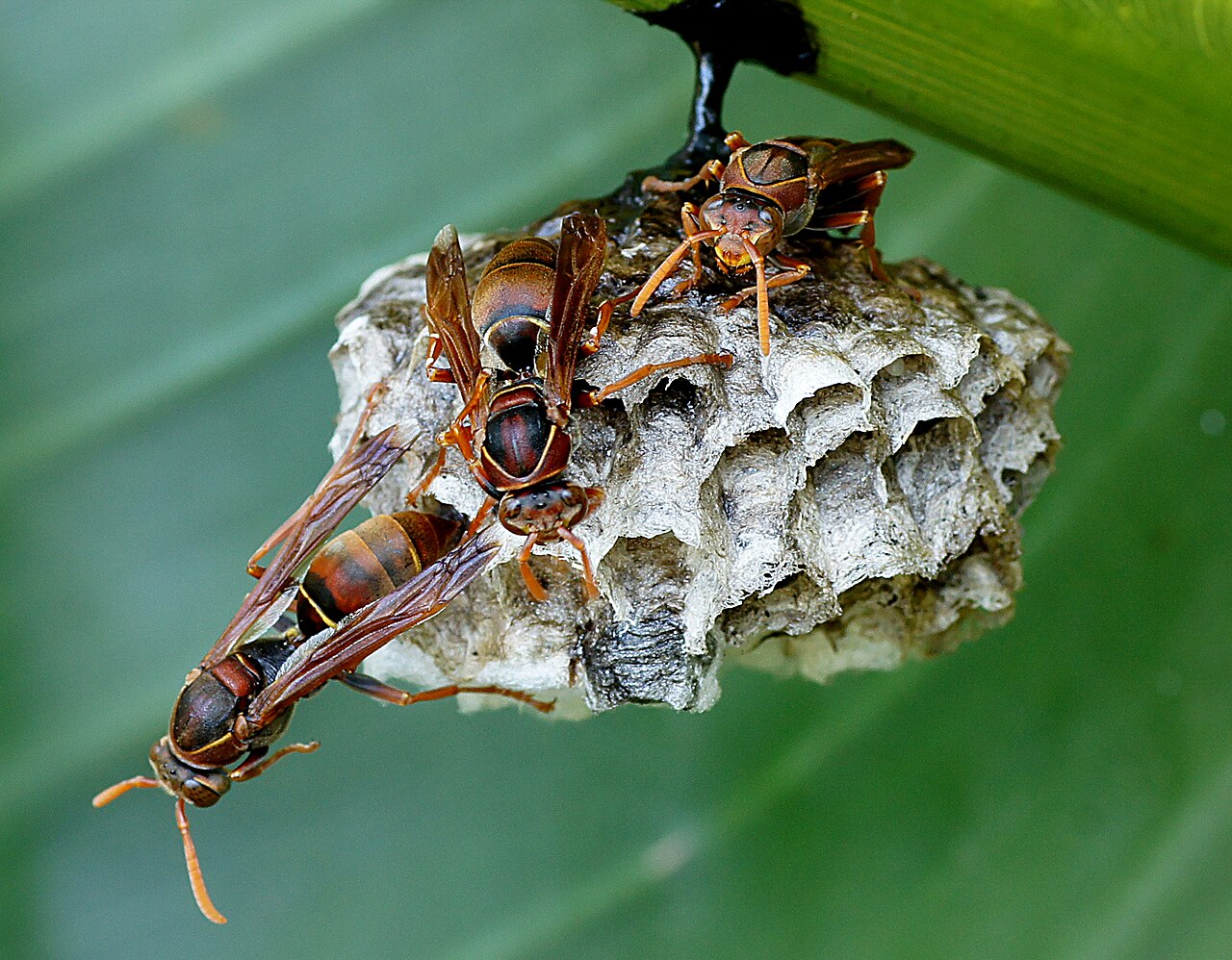 Paper wasp nest under the eave of a Porterville home